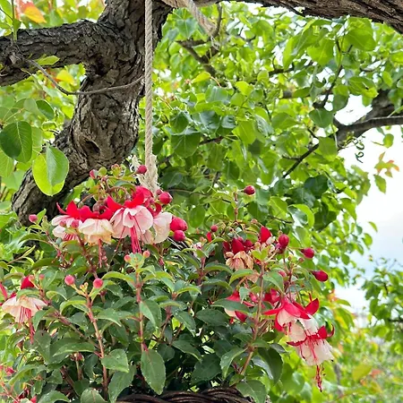 Σπίτι διακοπών Trulli Aia Piccola Αλμπερομπέλο