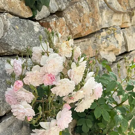 Trulli Aia Piccola Αλμπερομπέλο