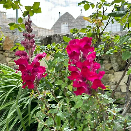 Σπίτι διακοπών Trulli Aia Piccola
